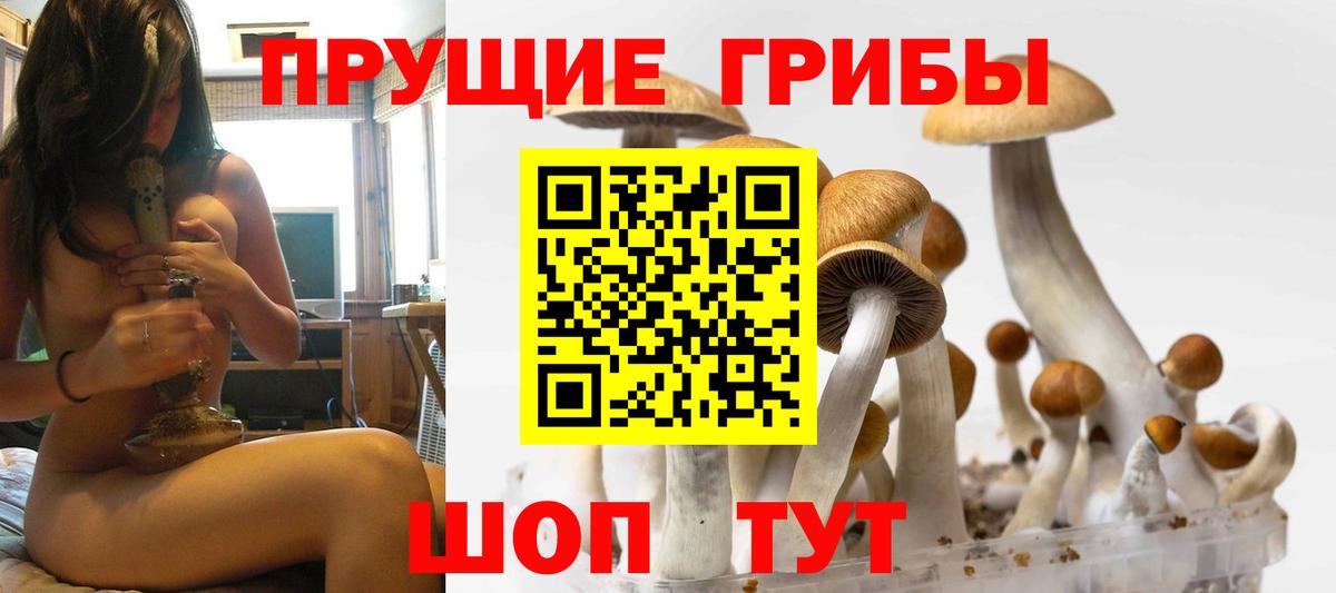 Фролово  Псилоцибиновые грибы Psilocybine cubensis  Вход с VPN 